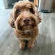 First Wag Entry