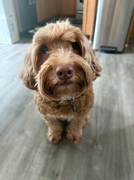 First Wag Entry