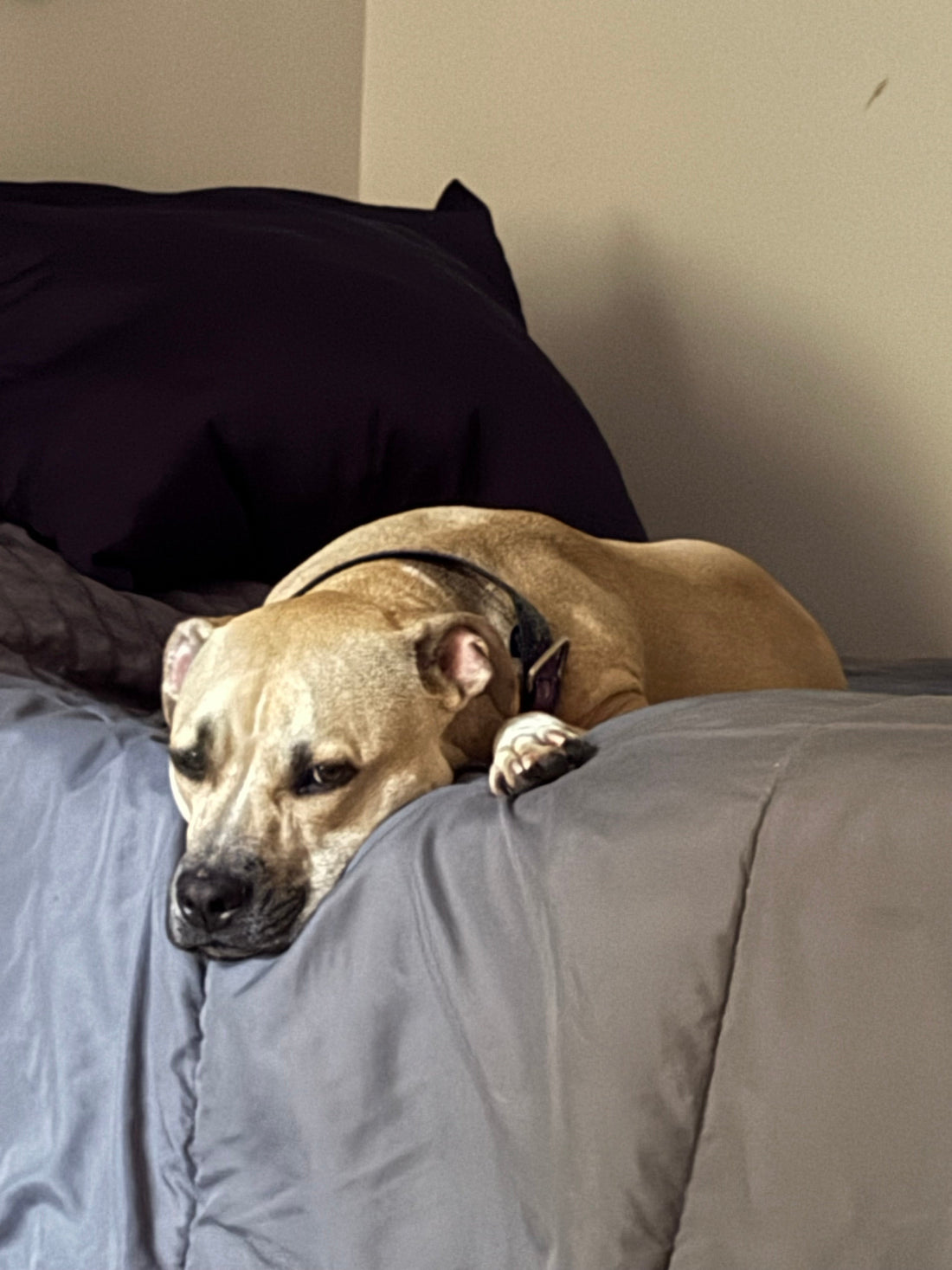 Harley | Love Conquers All