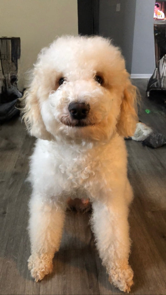 Kylo | From the Corner to the Heart of Our Pack