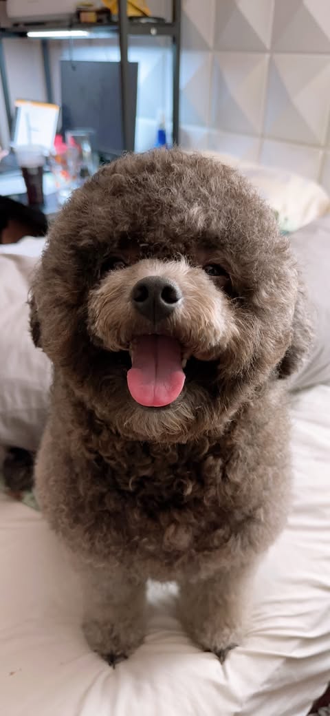 Kobe | From a Wisconsin Fair to Forever Love