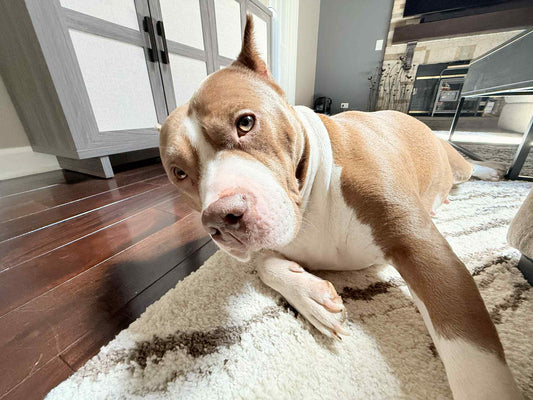 Kimmy | Forever and Always