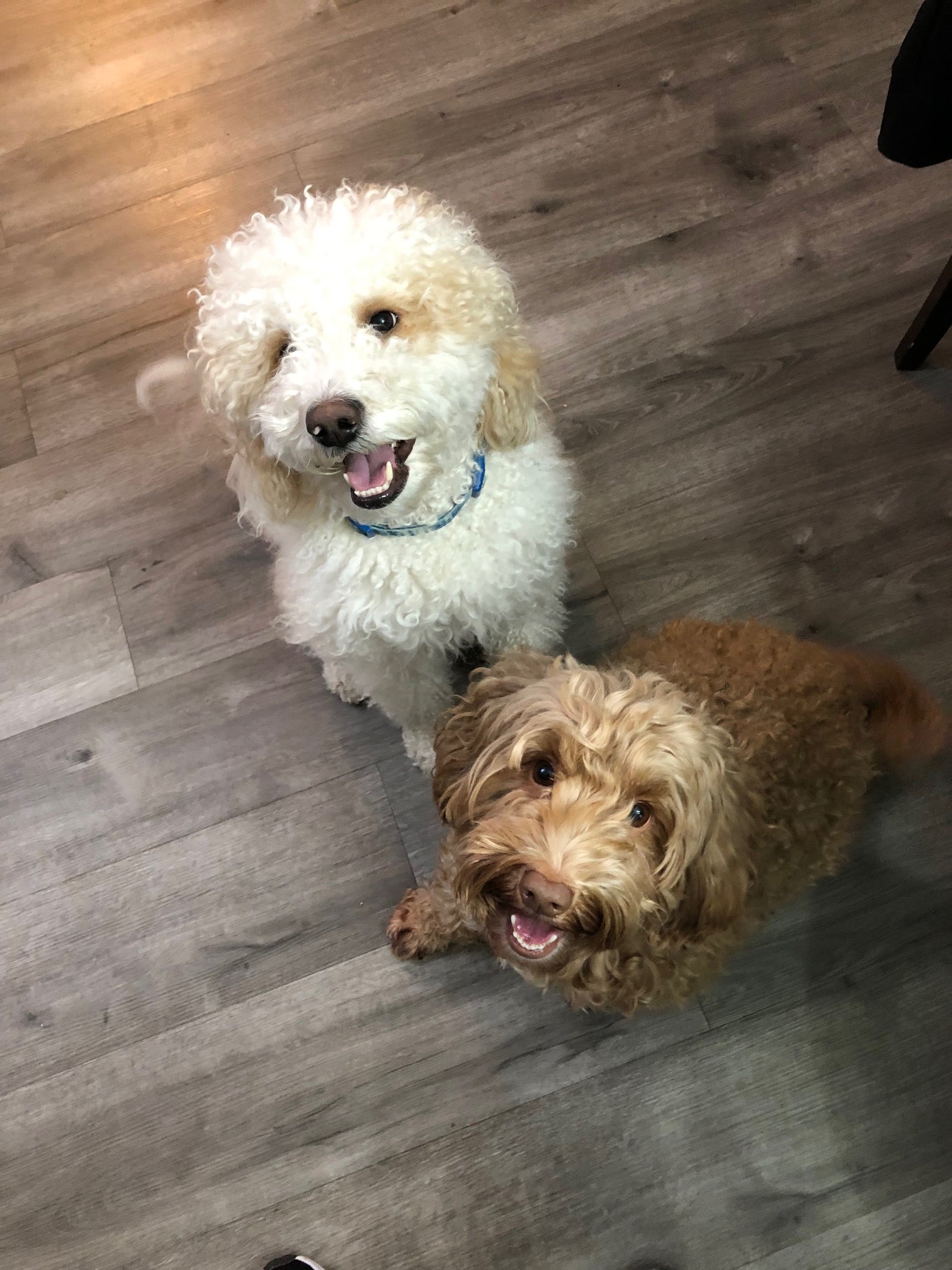 Amazon Project Roxy The Pack Project – Roxy and Kylo