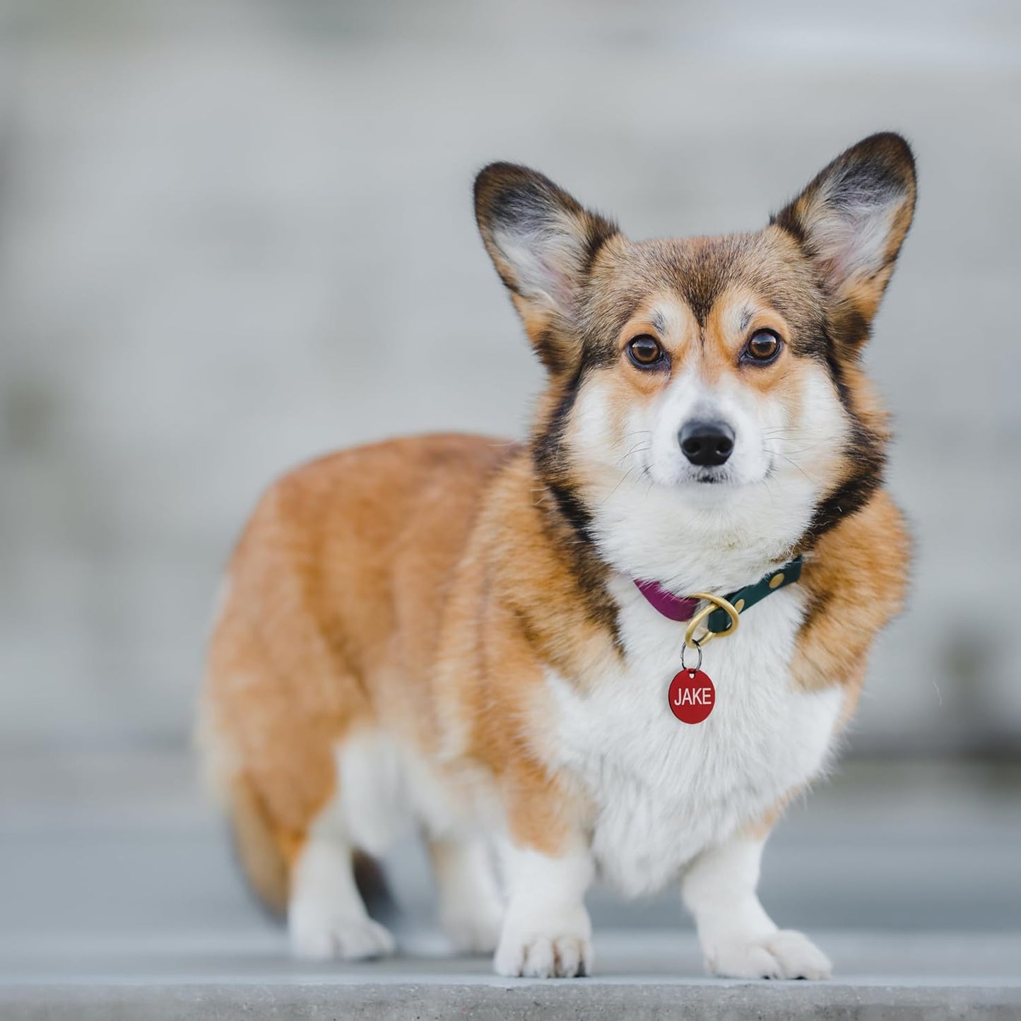 Providence Engraving Pet ID Tags