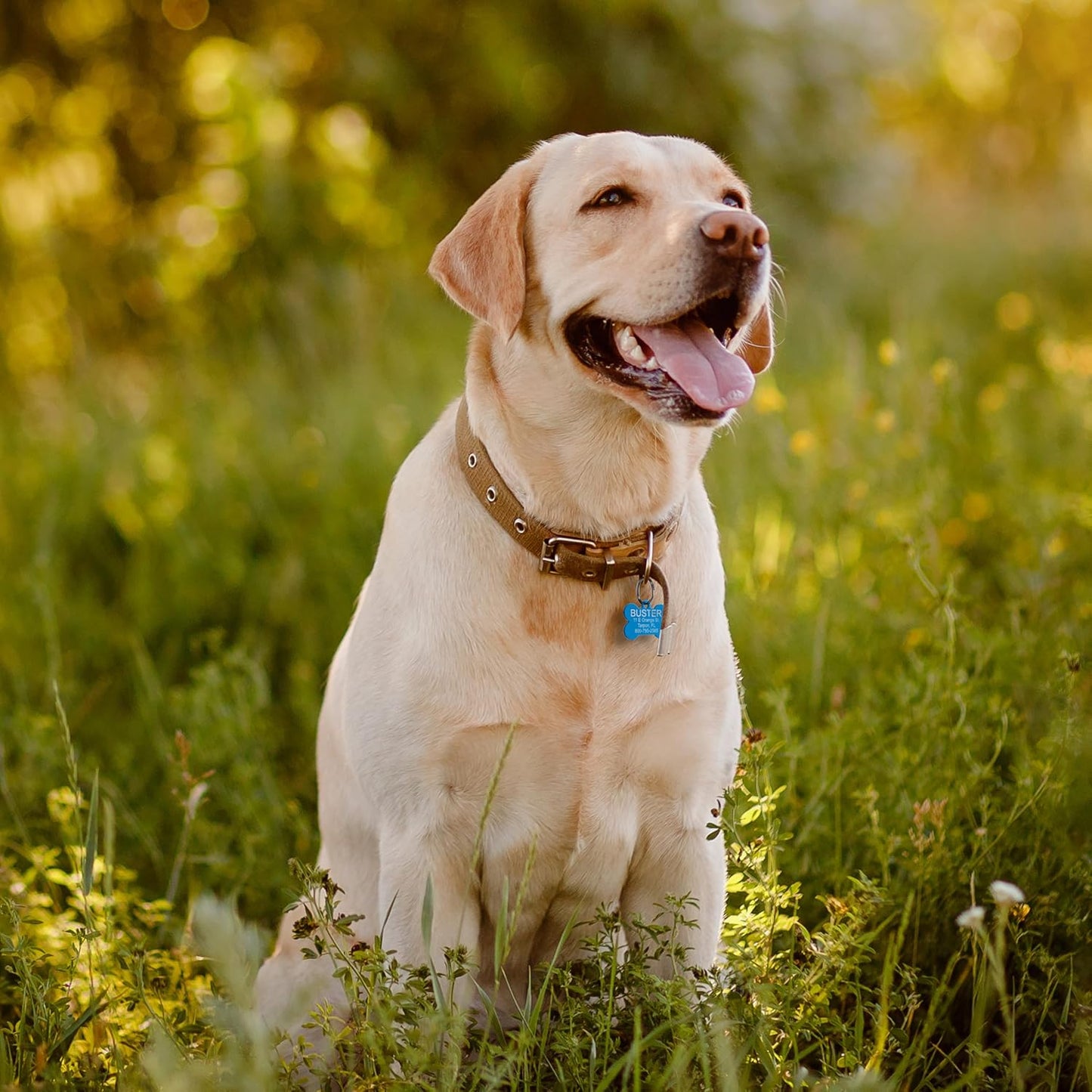 Providence Engraving Pet ID Tags